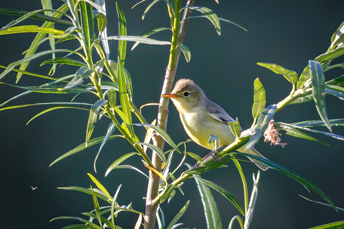 Zangvogel op groene tak