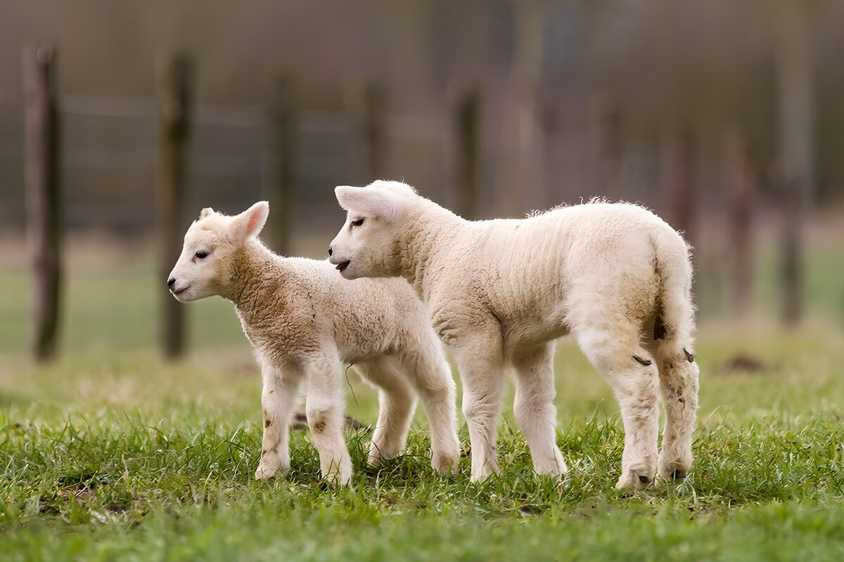 Schattige lammetjes in de wei