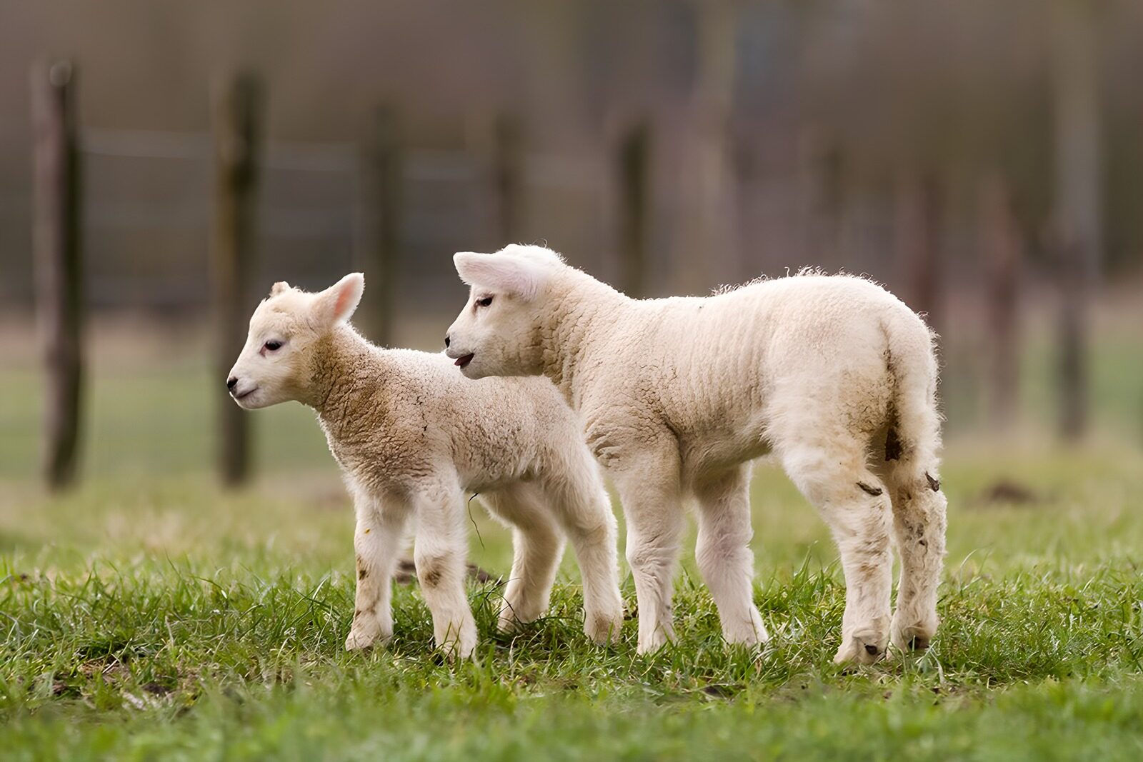 TP50345: Schattige lammetjes in de wei
