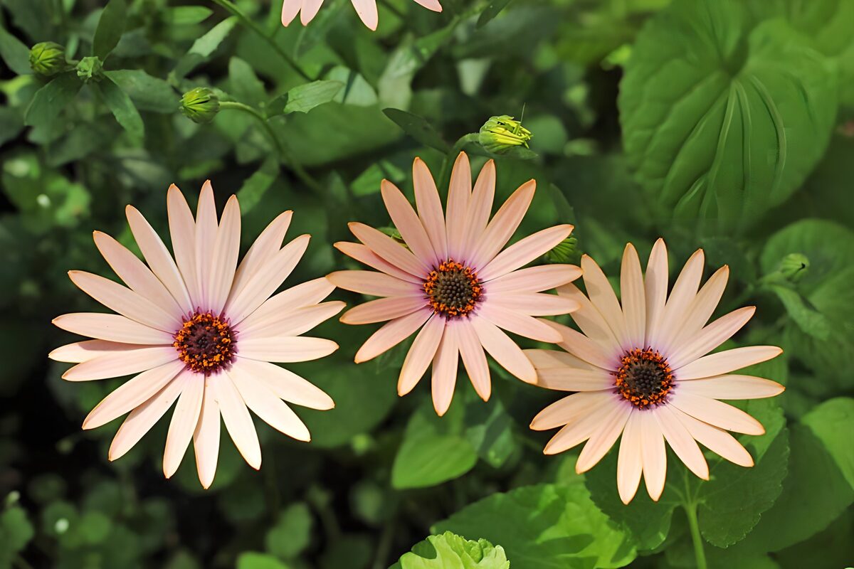 Het drietal zalmkleurige margriet