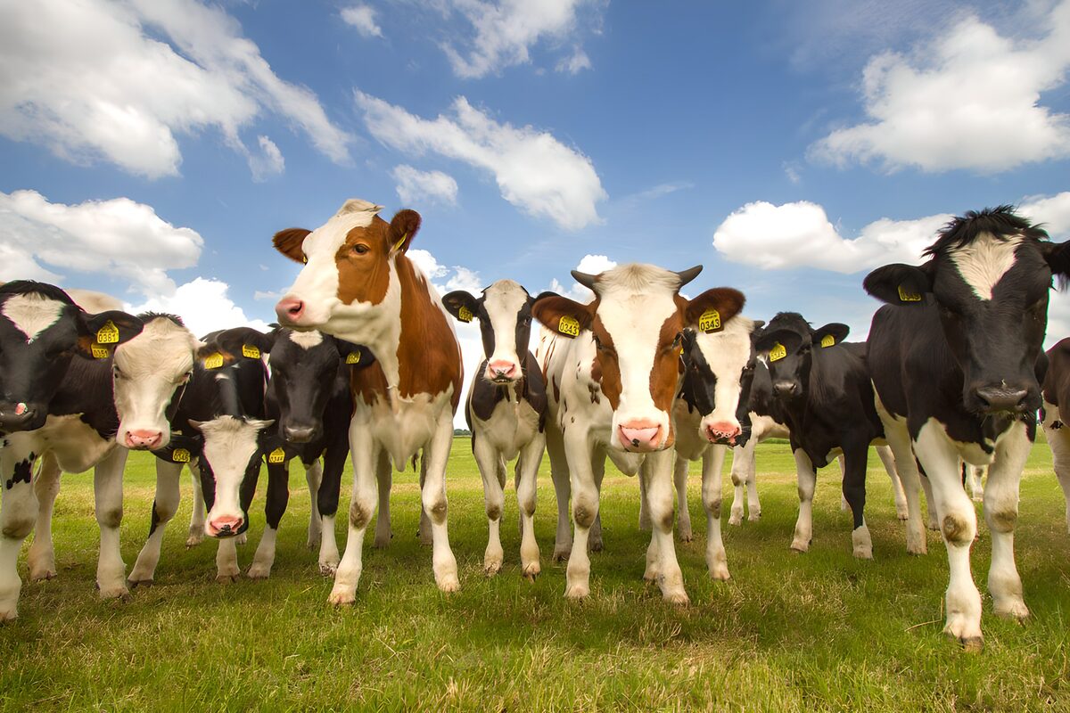 Groep nieuwsgierige koeien in de wei