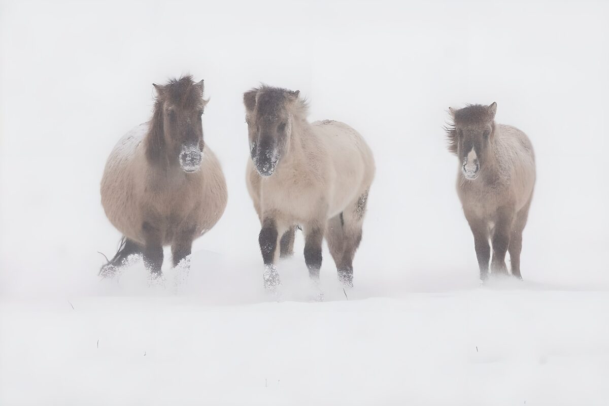 Drie paarden in de sneeuw