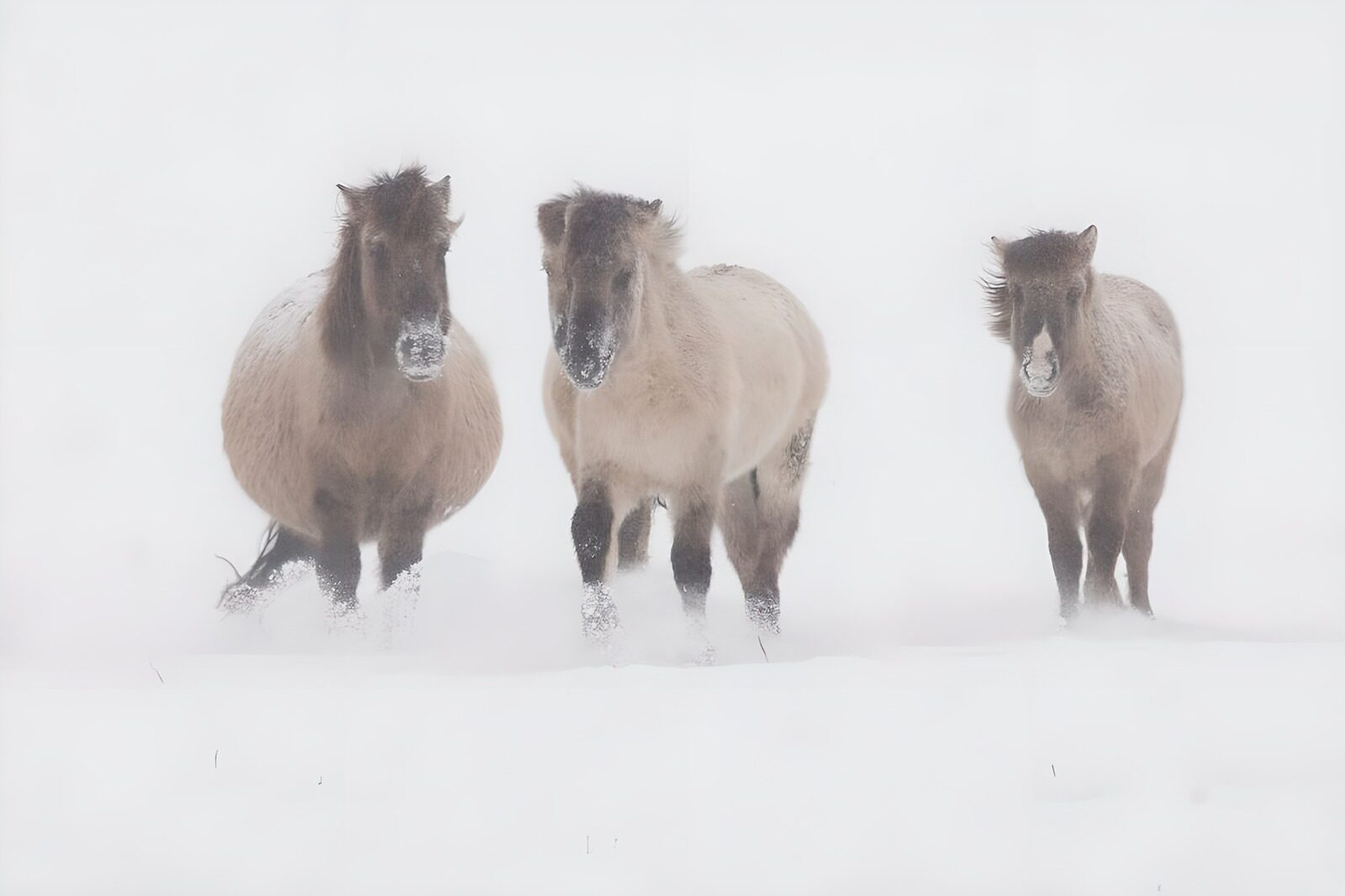 TP93279: Drie paarden in de sneeuw