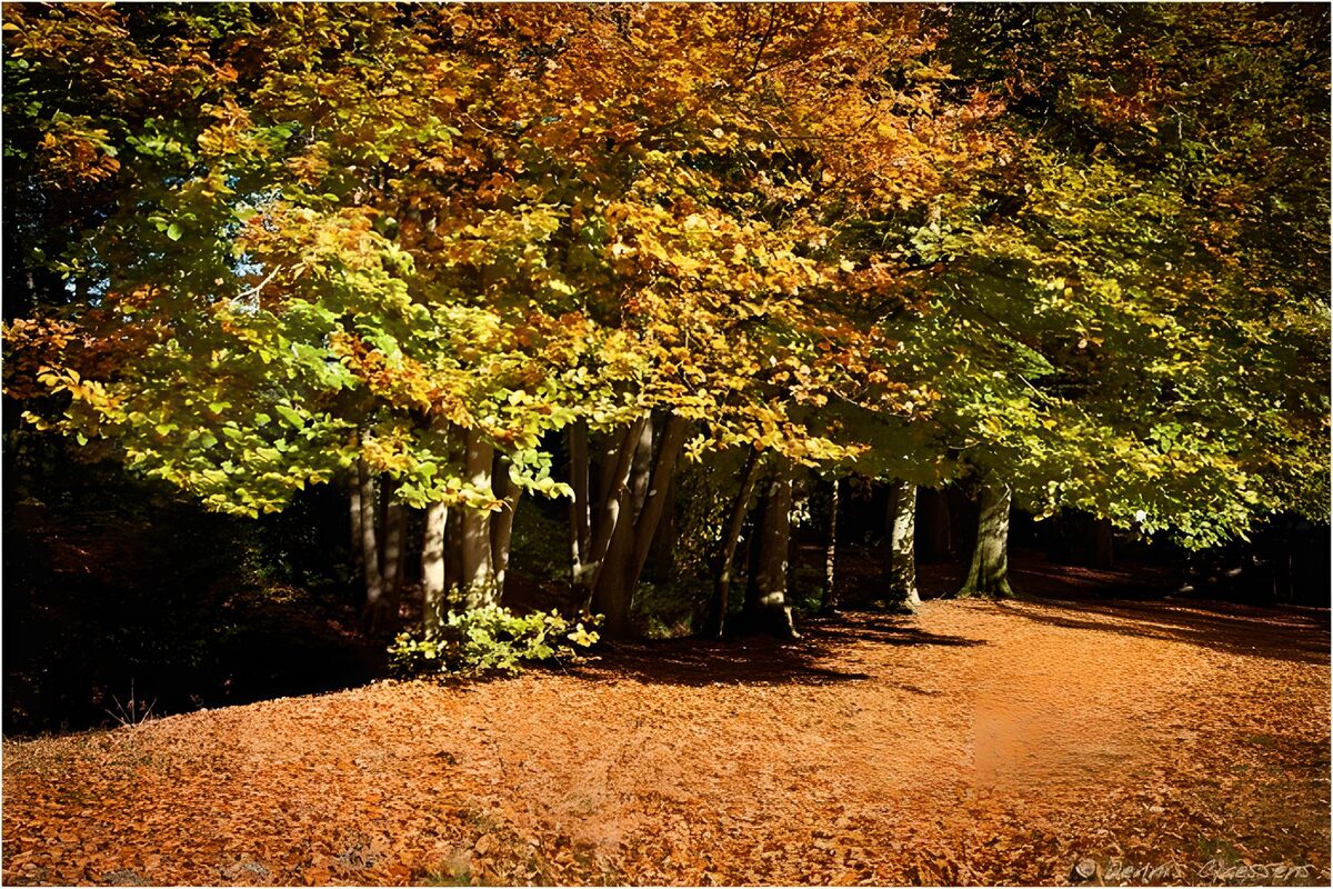 Herfstkleuren in het bos