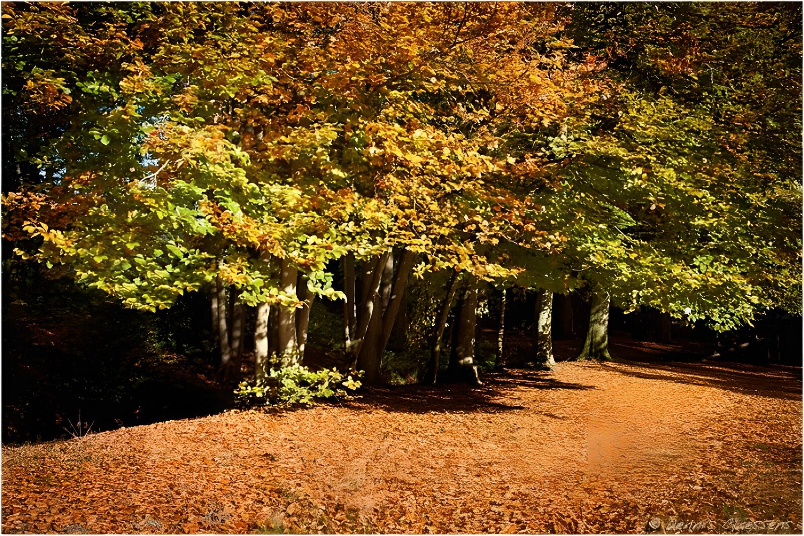 TP25733: Herfstkleuren in het bos