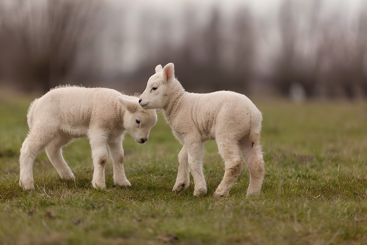 Schattige lammetjes in het gras