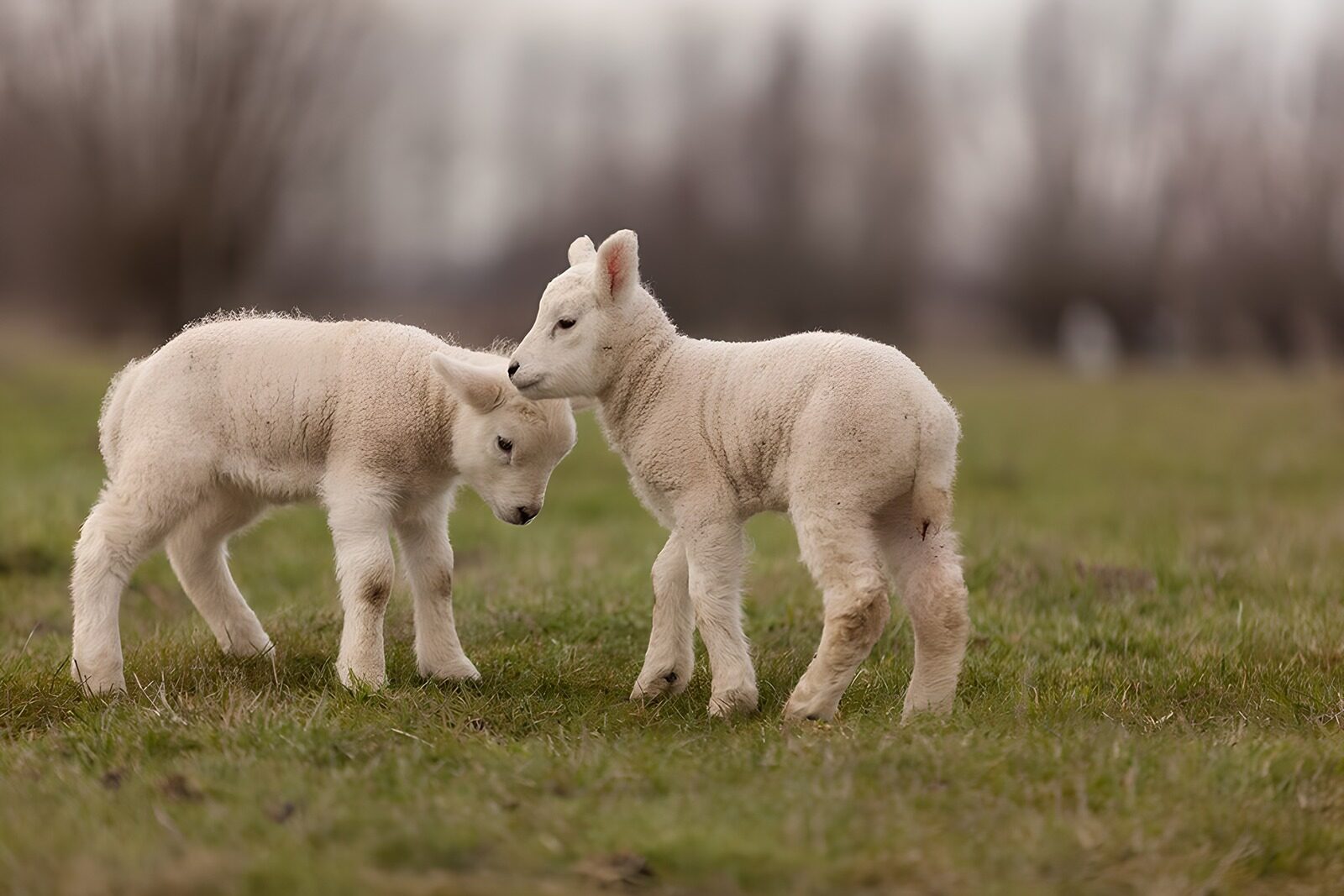 TP36326: Schattige lammetjes in het gras