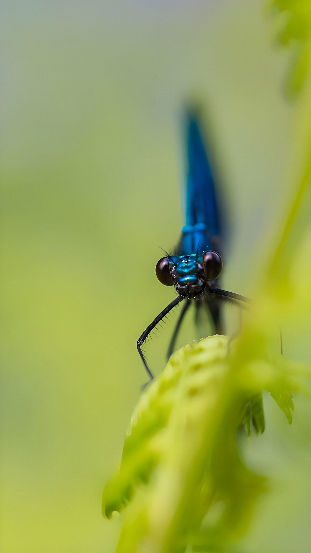 TP97976: Blauwe Libelle op blad