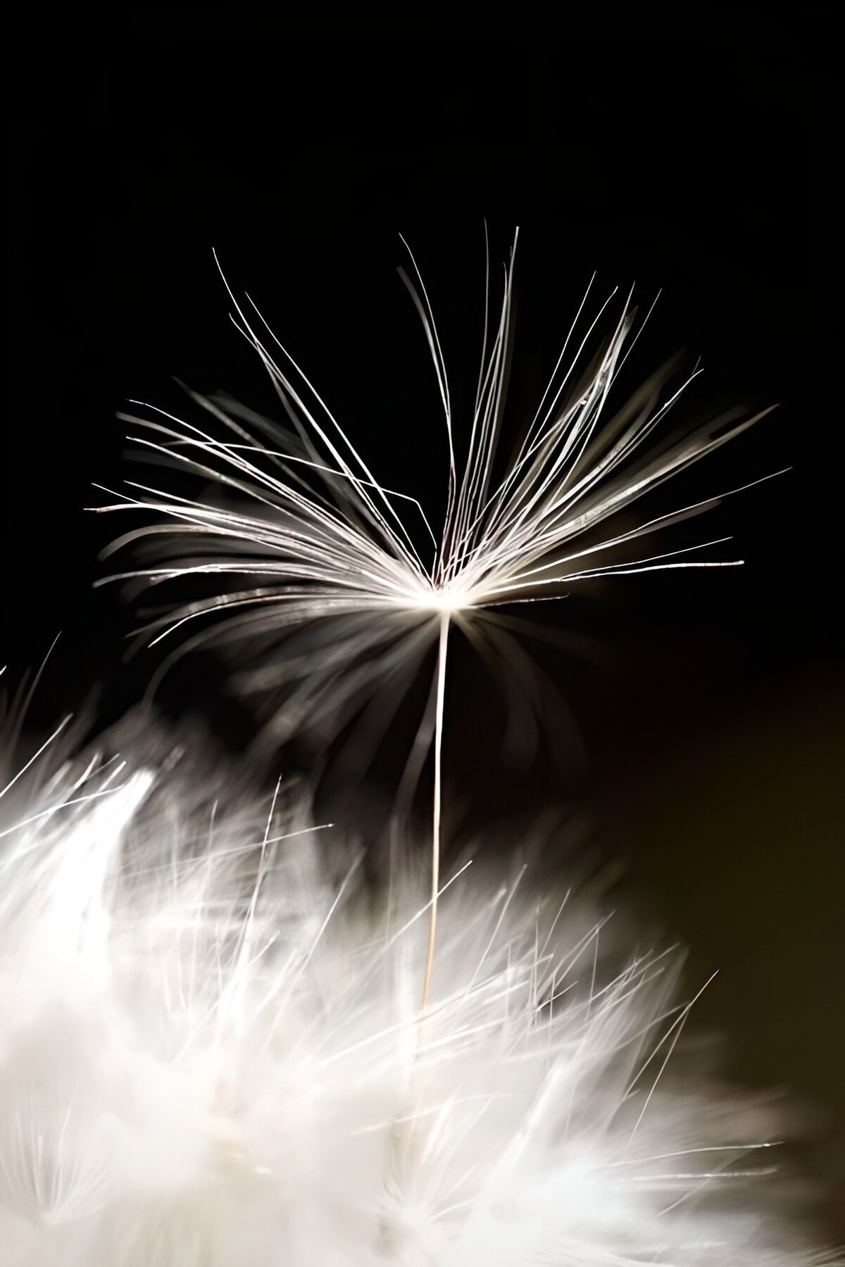 Zoom Pappus