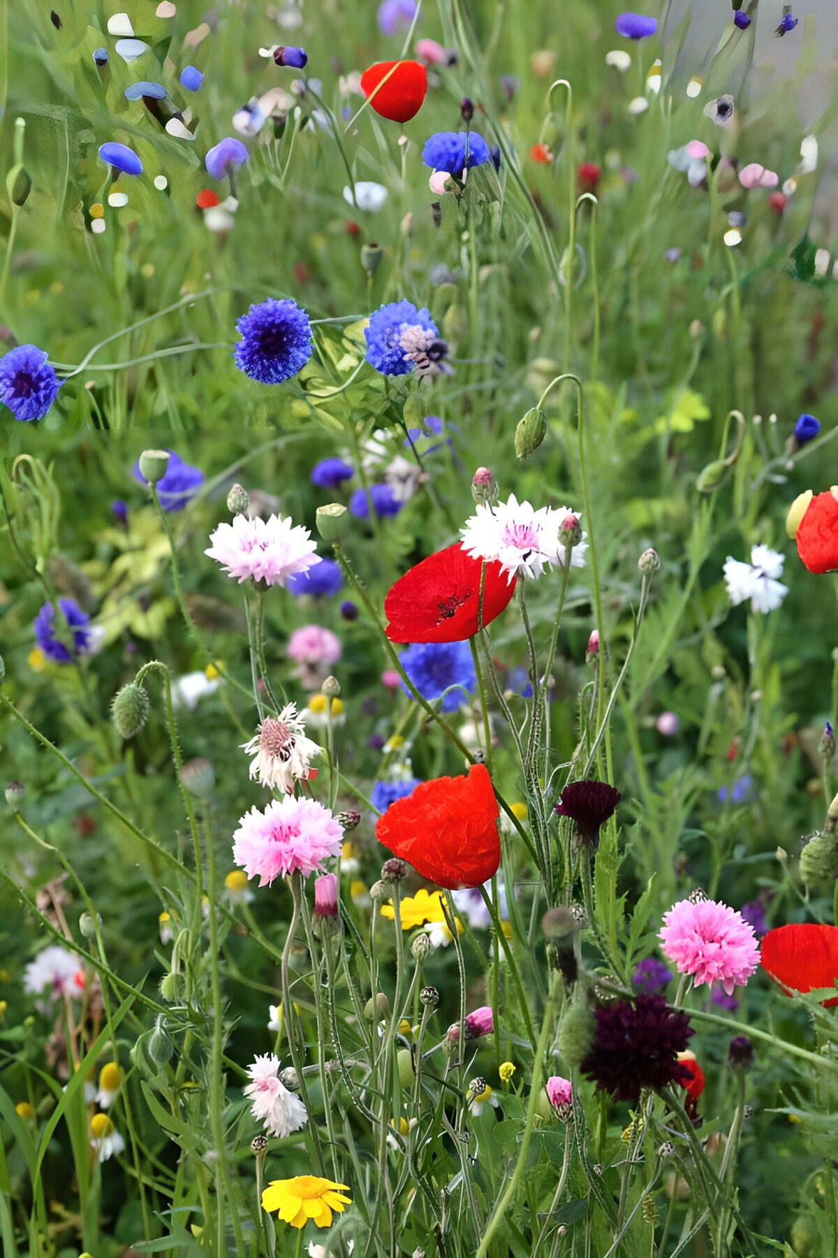 Veld wilde bloemen