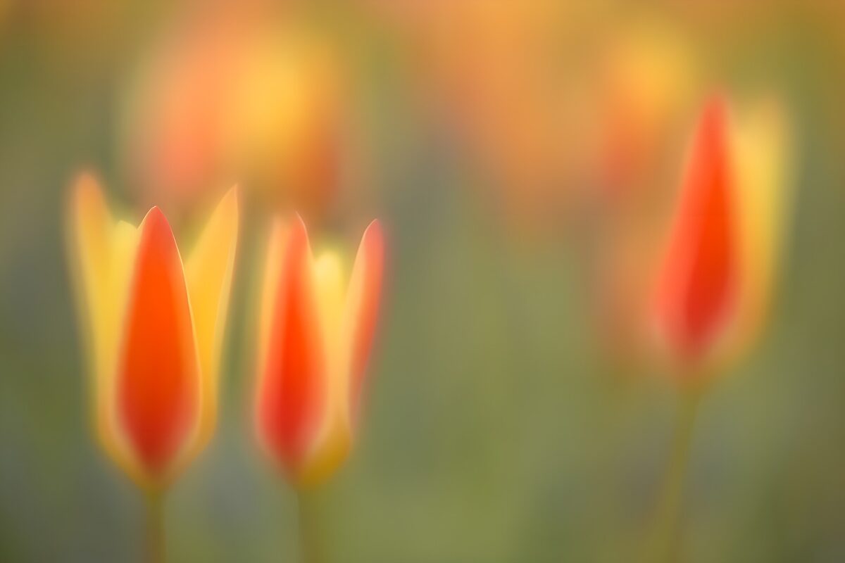 Vervagende Tulpen in Zachte Kleuren