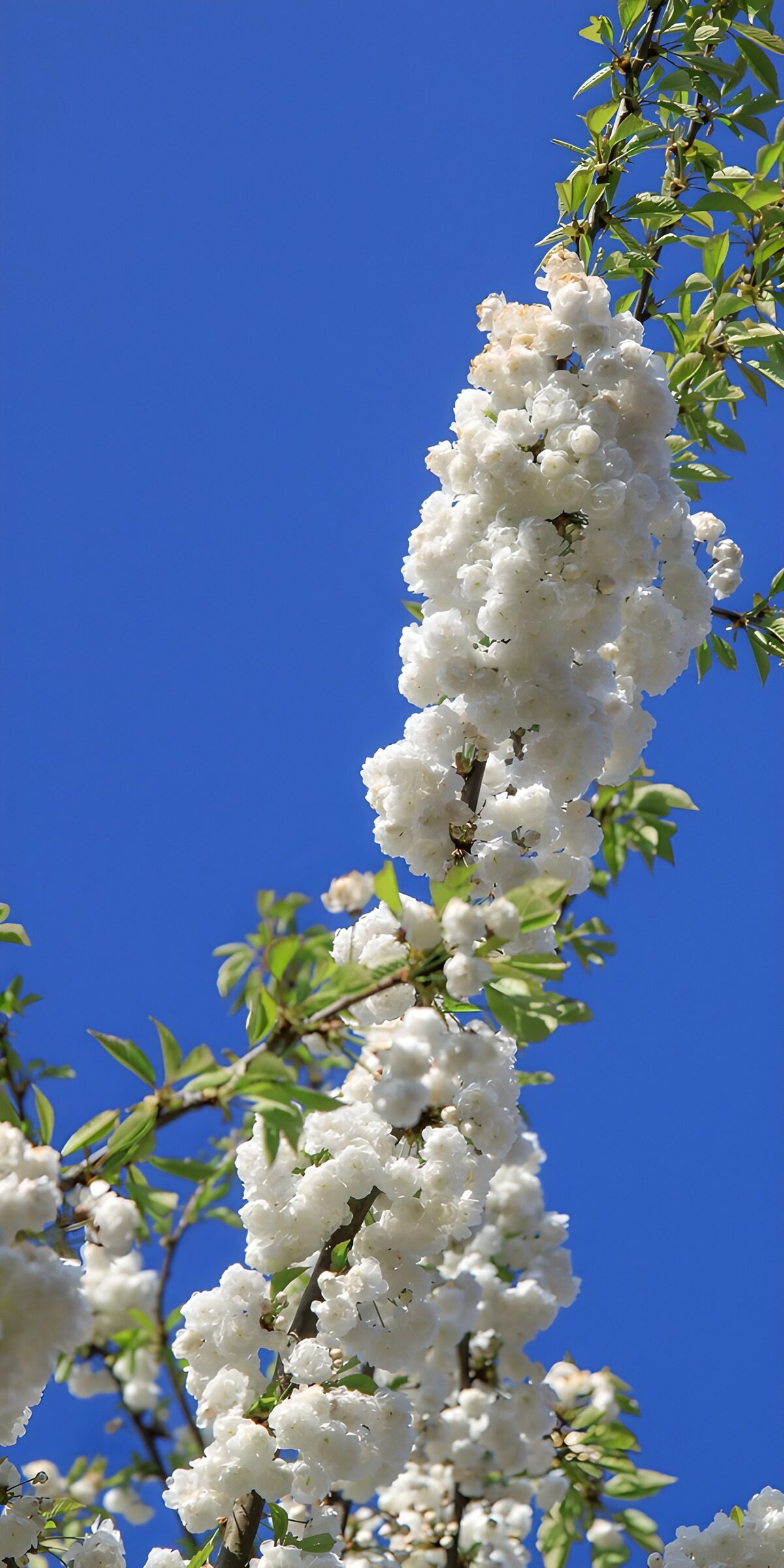 TP83247: Witte bloesems onder de blauwe lucht