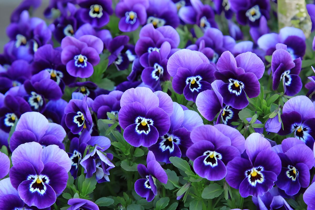 Veld met paarse viooltjes