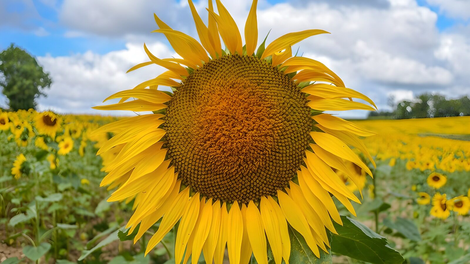 TP24234: Stralende zonnebloem in bloei