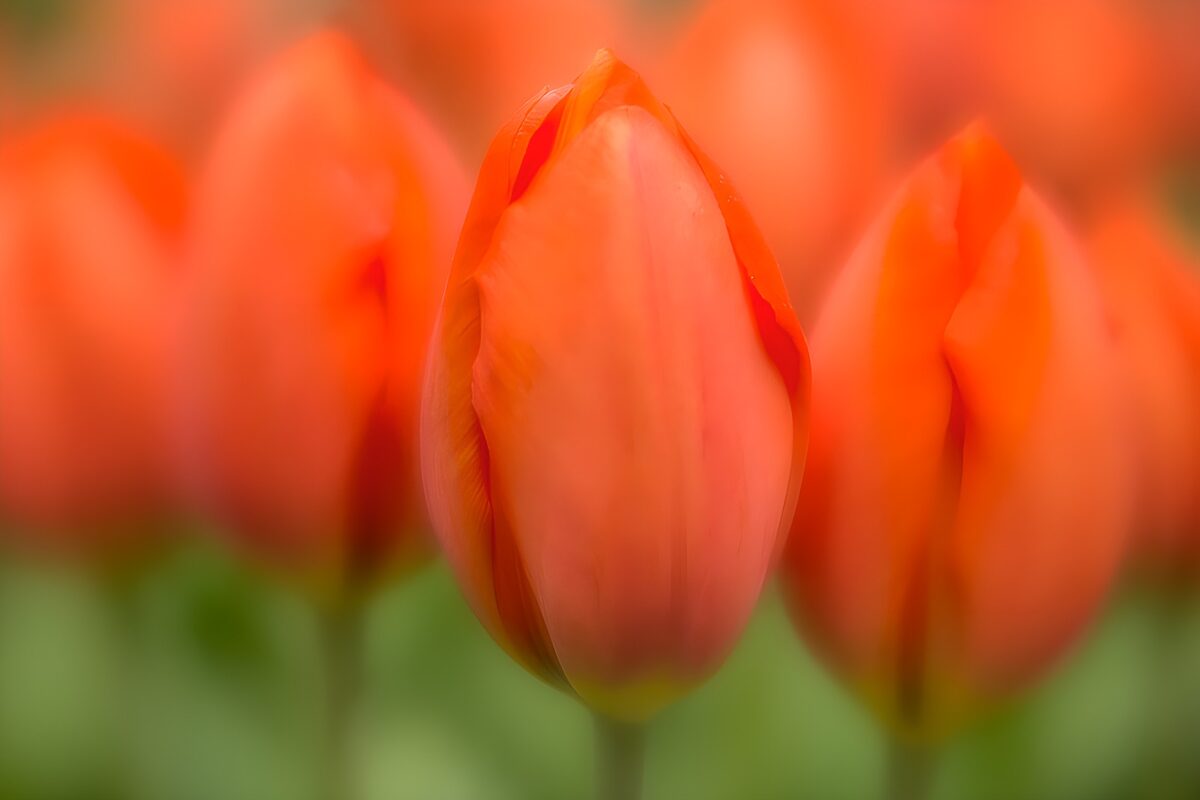 Prachtige oranje tulpen in bloei