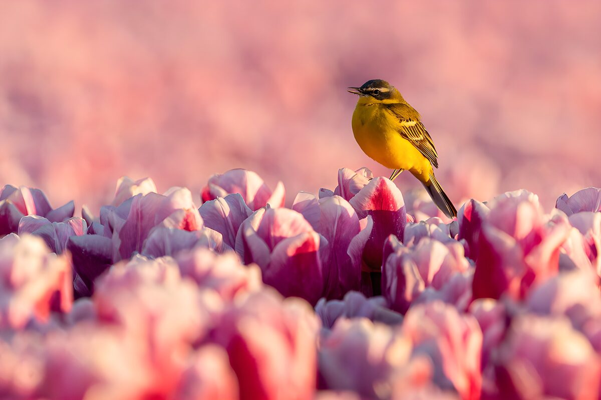 Gele Vogel Tussen Tulpen