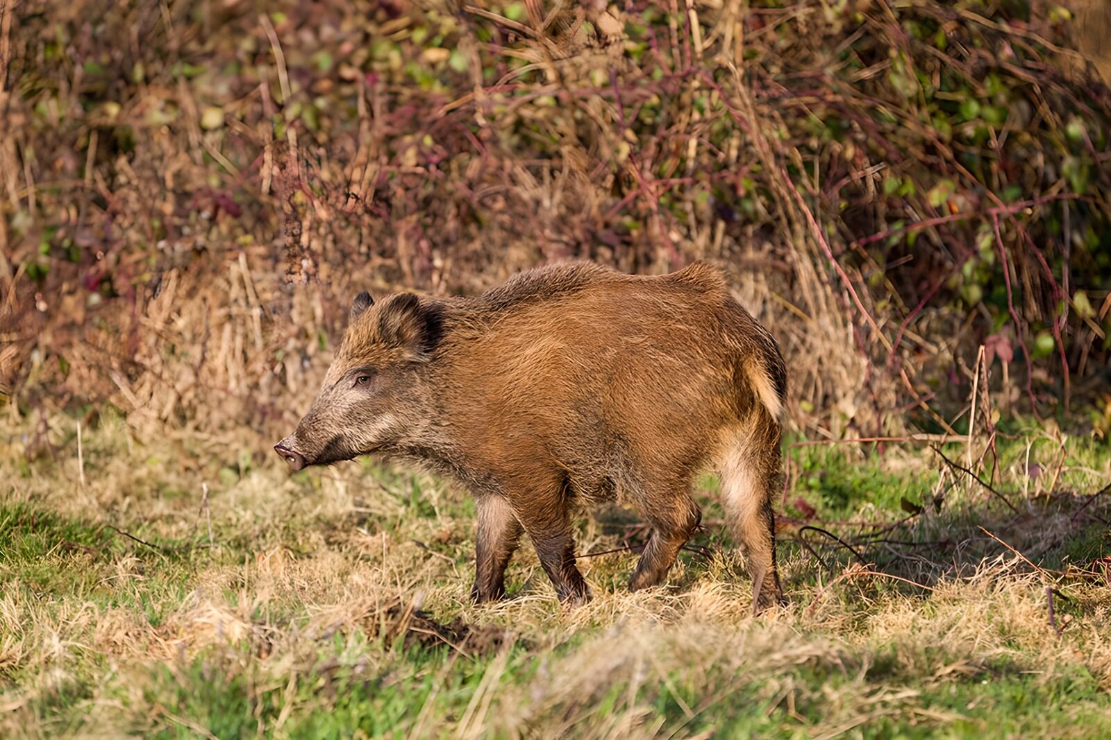 TP67777: Wild zwijn in zijn natuurlijke habitat
