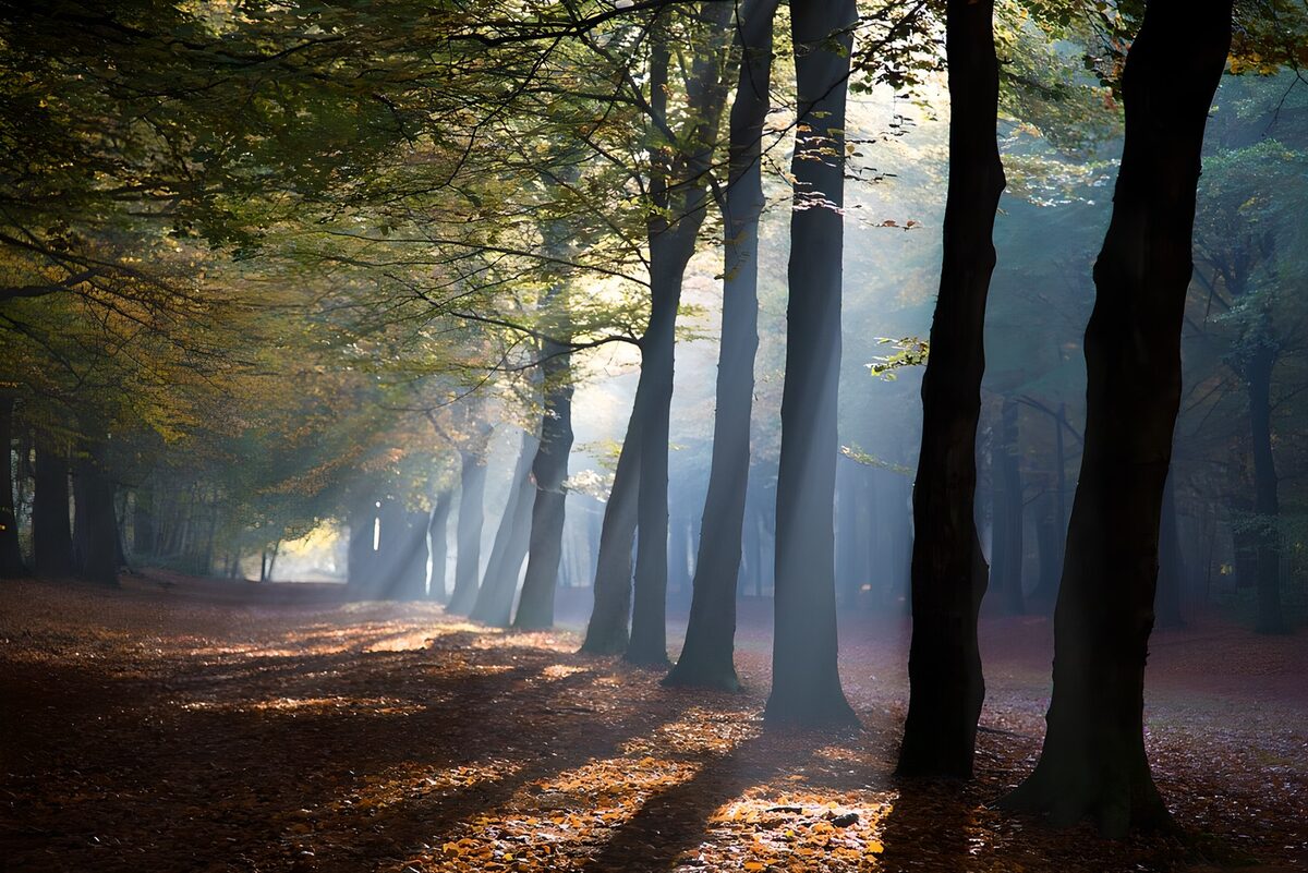 Betoverend Bos met Stralen Licht