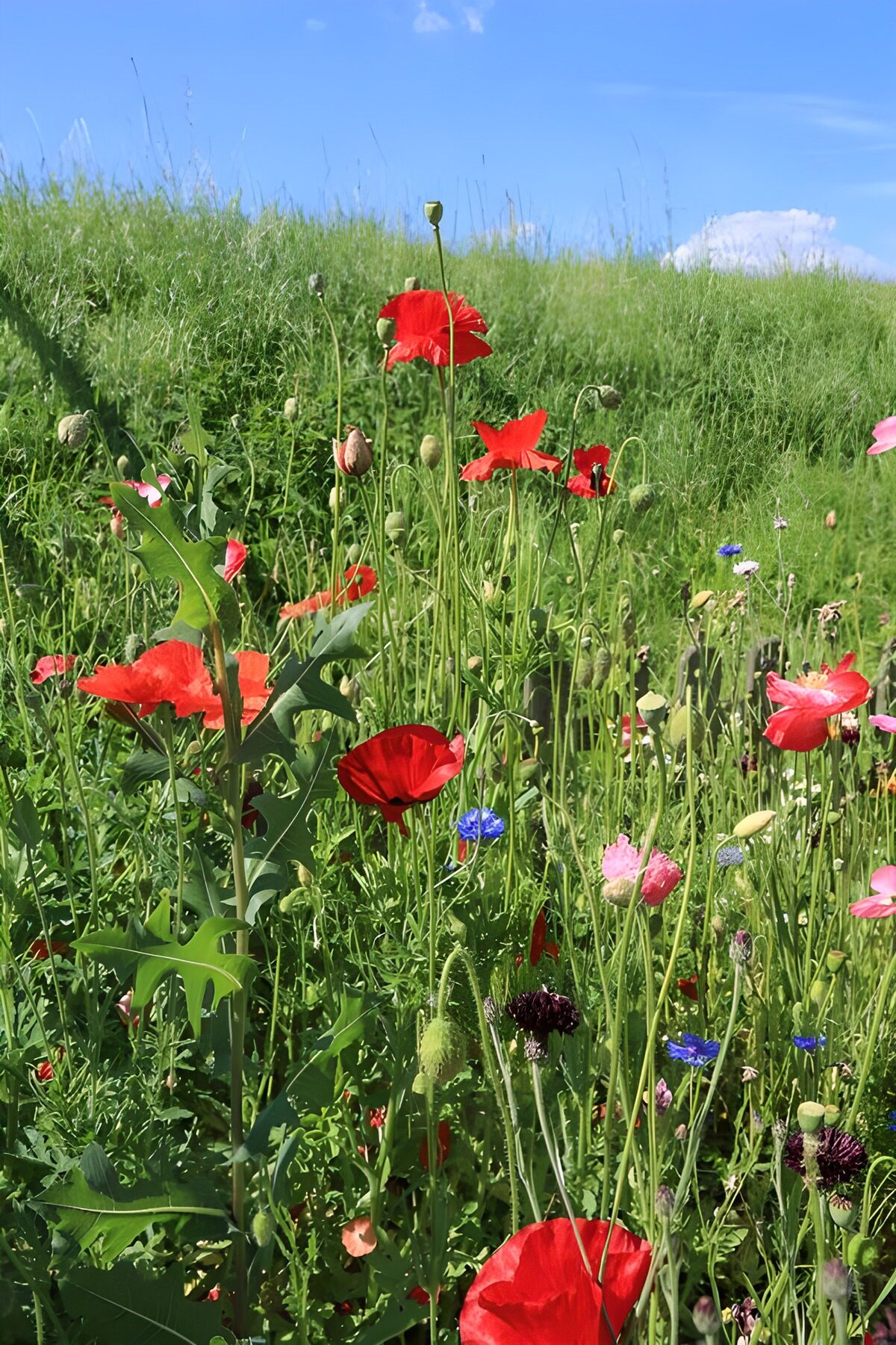 Kleurrijke bloemenweide onder een blauwe lucht
