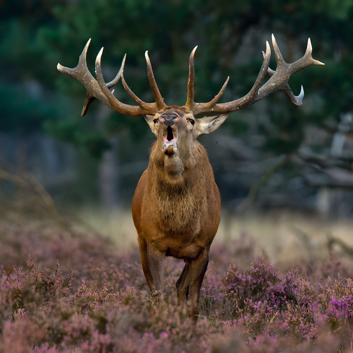 Majestueuze Hertenroep in de Natuur
