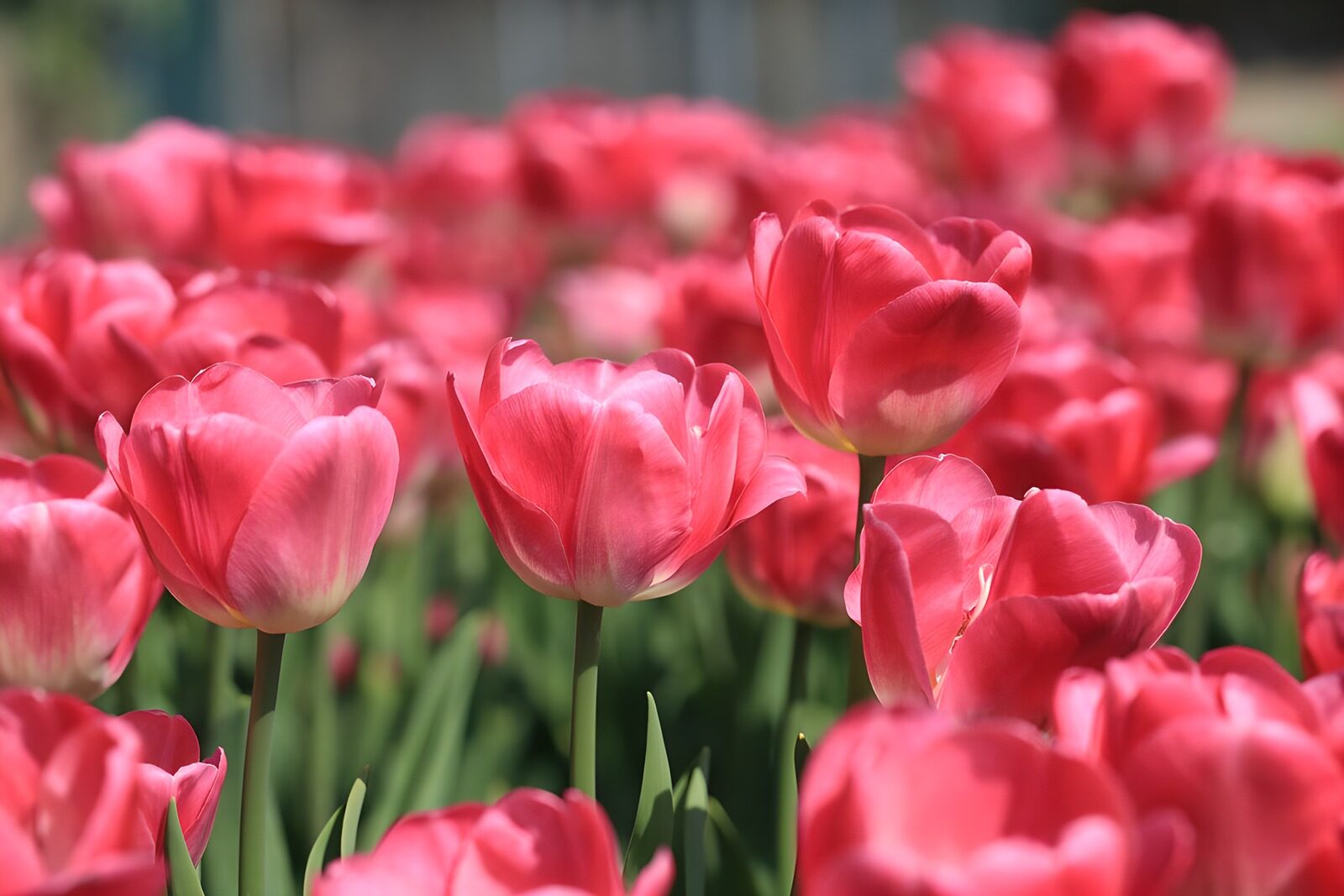 TP62103: Rood - Roze tulpen