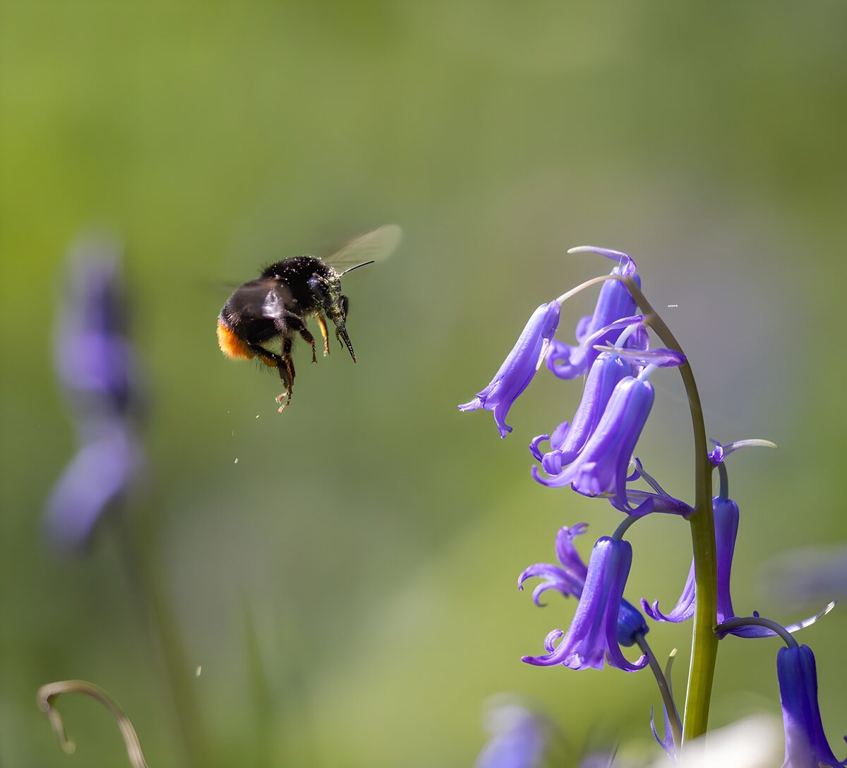 Bij in de lucht boven blauwe bloesems