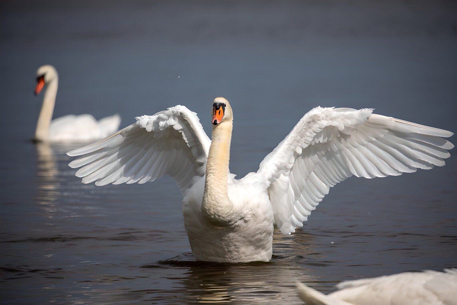 TP85492: Elegante zwanen in het water