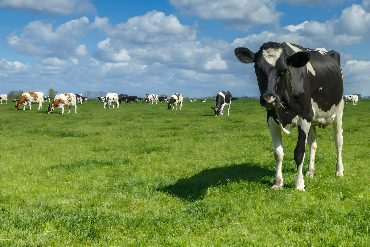 Grazende koeien op groene weide