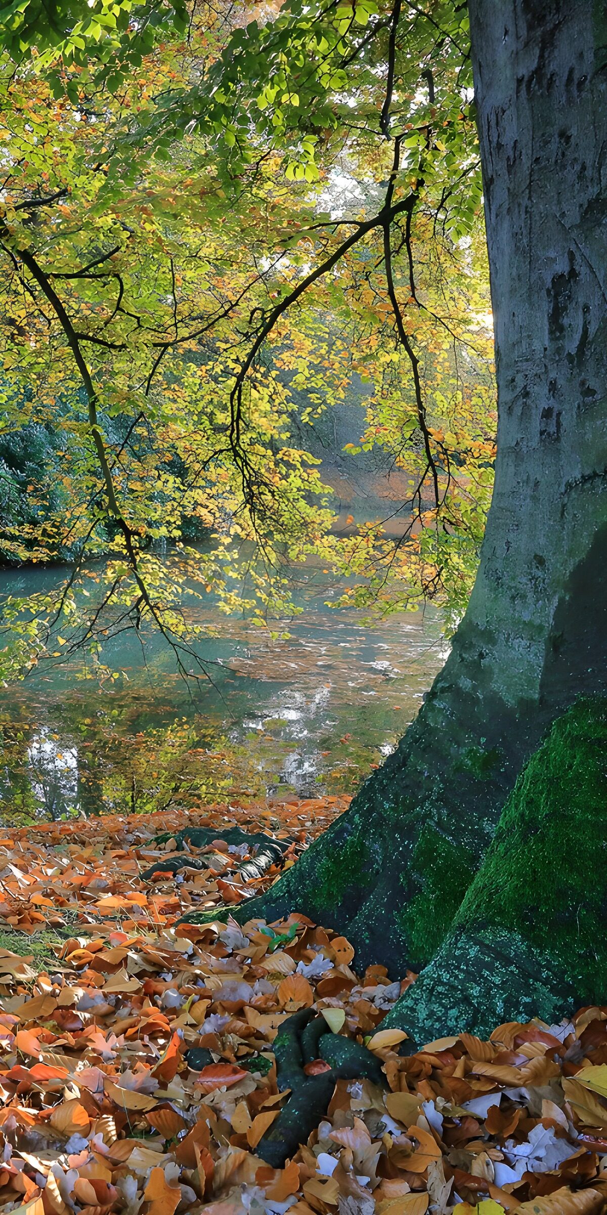 TP85654: Herfstreflecties aan het water