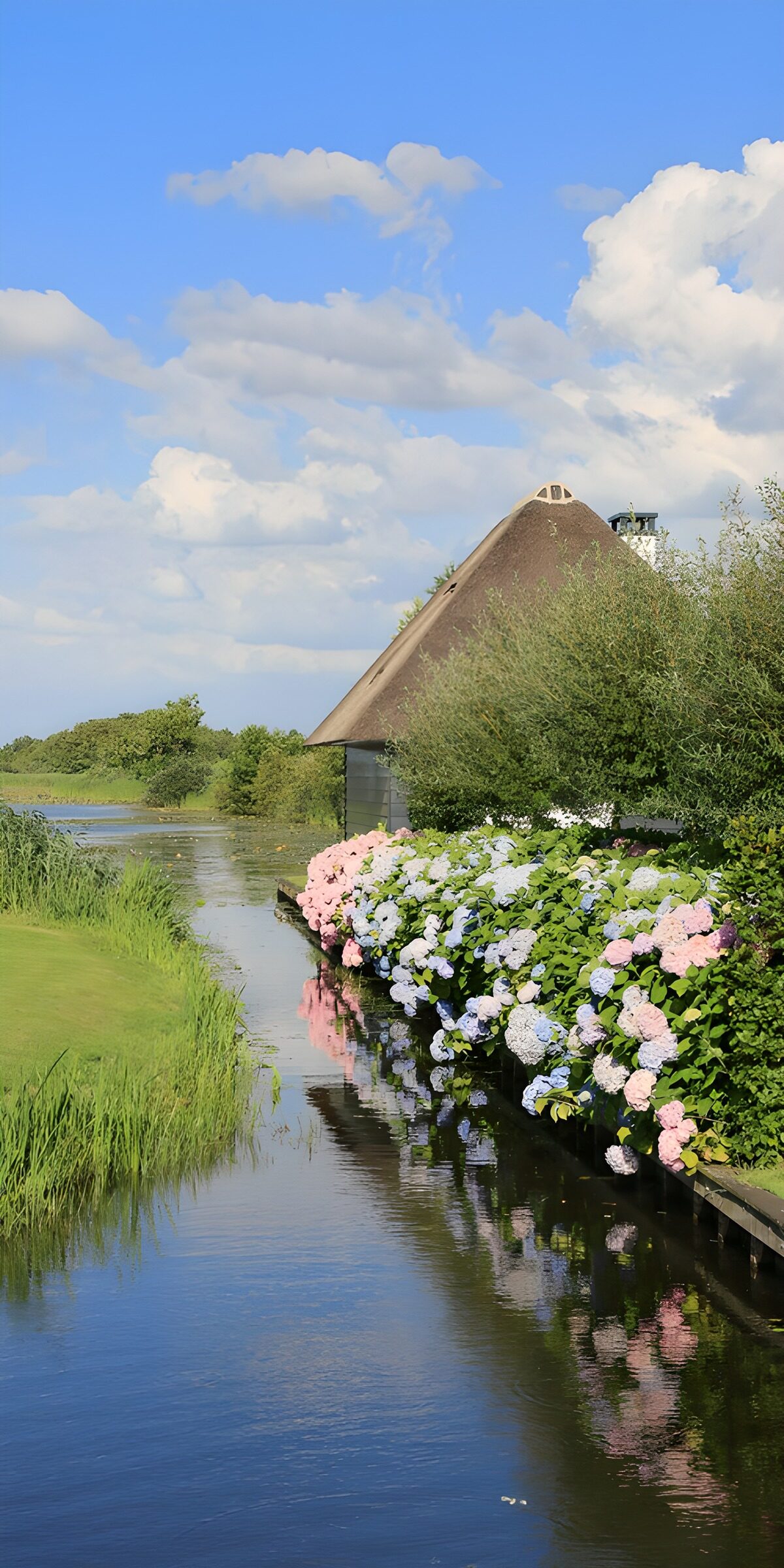TP51072: Rustig landschap met hortensia's