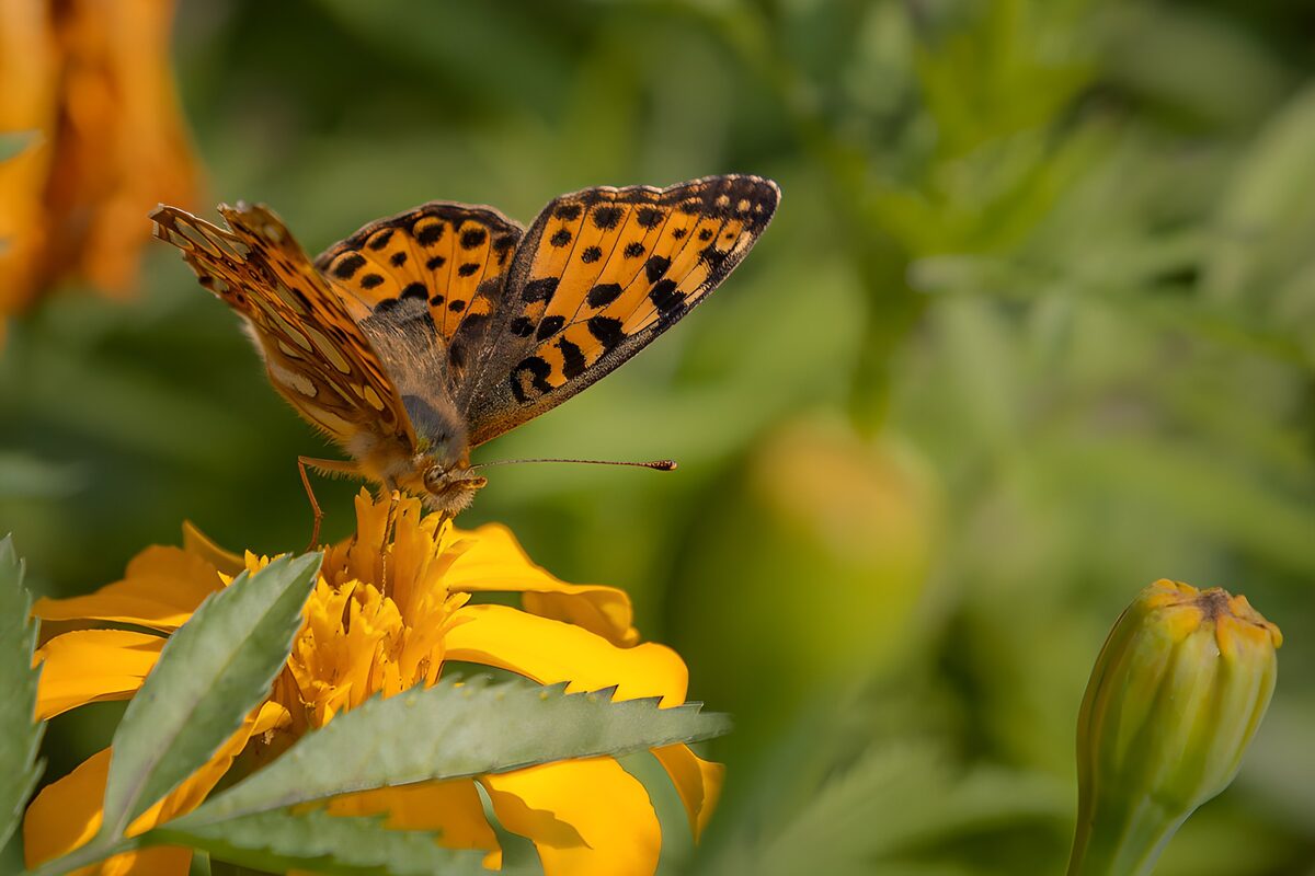 Vlinder op een zonnige bloem