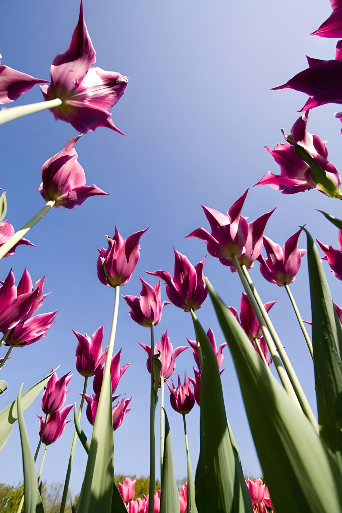 TP23043: Leliebloemige tulpen paars