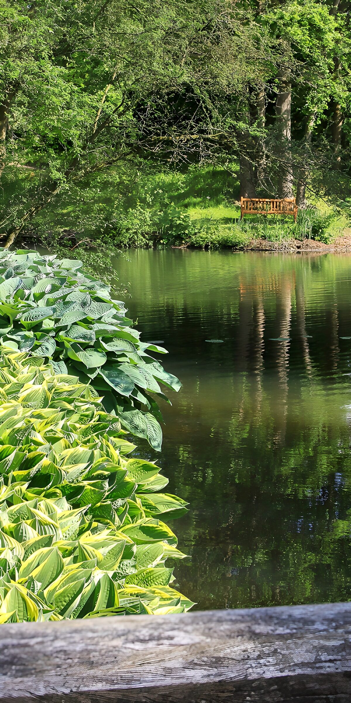 TP93407: Rustige vijver omgeven door groen