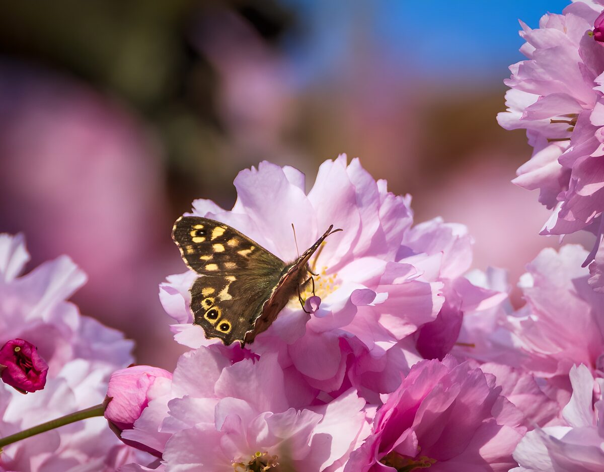 Vlinder op roze bloesem