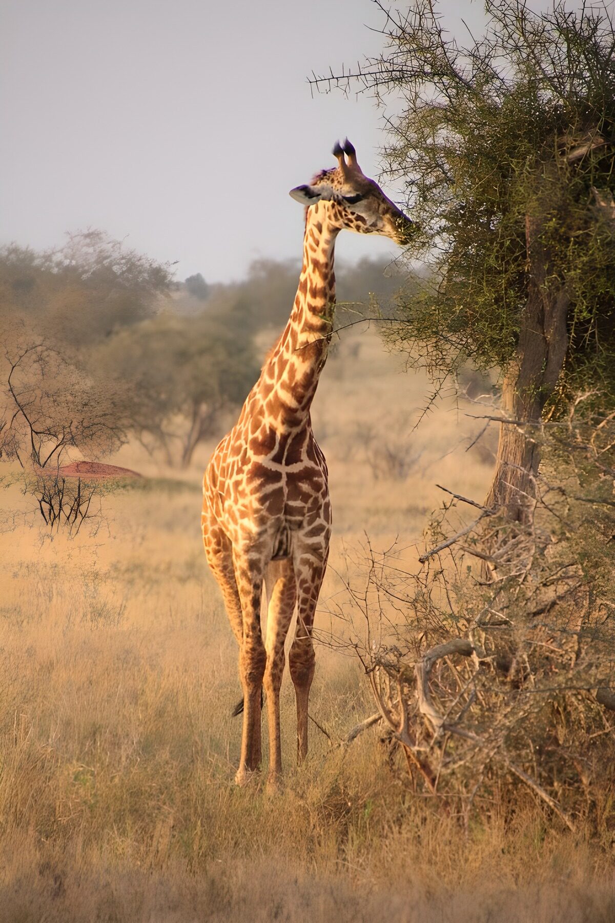 TP73187: Giraffe eet bladeren van een boom