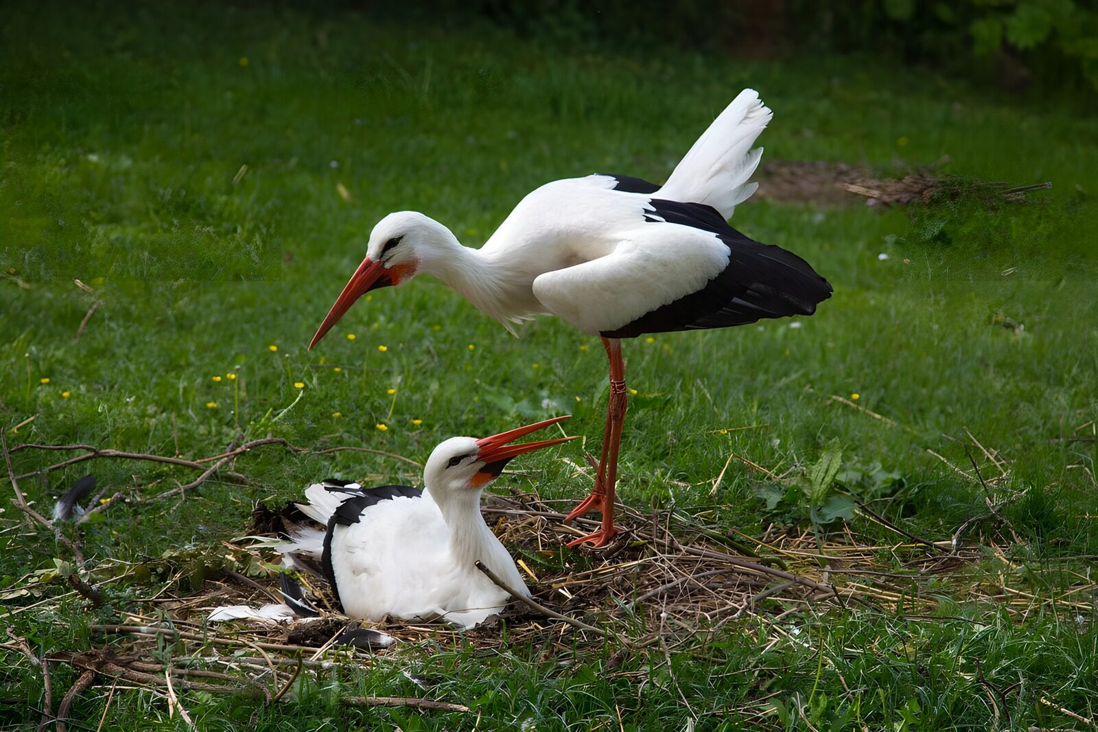 TP82467: Ouders van een ooievaarsnest