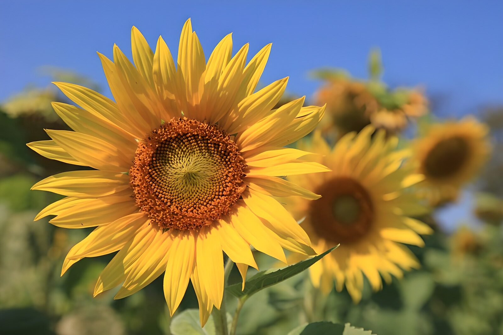TP23792: Stralende Zonnebloem in de Zomer