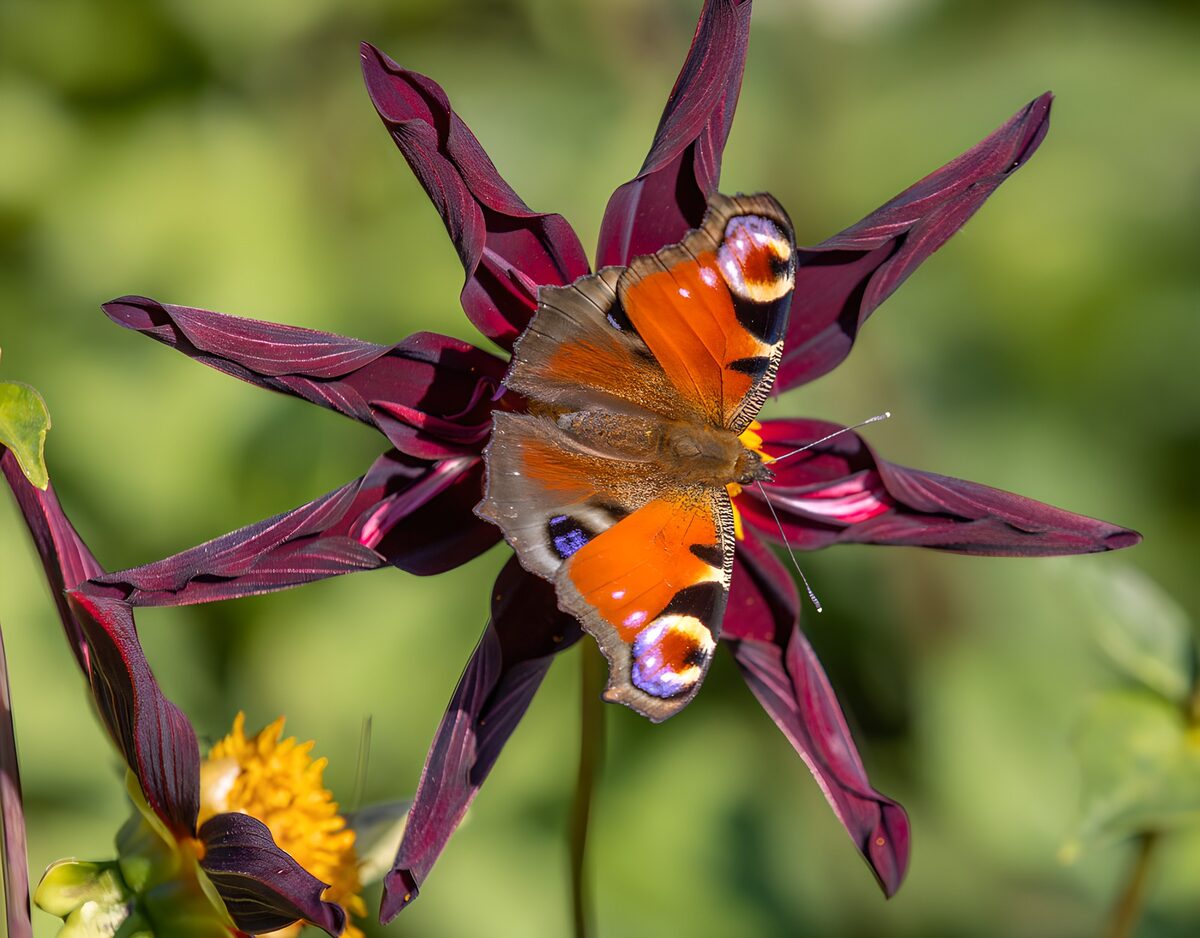 Dagpauwoog op een paarse bloem