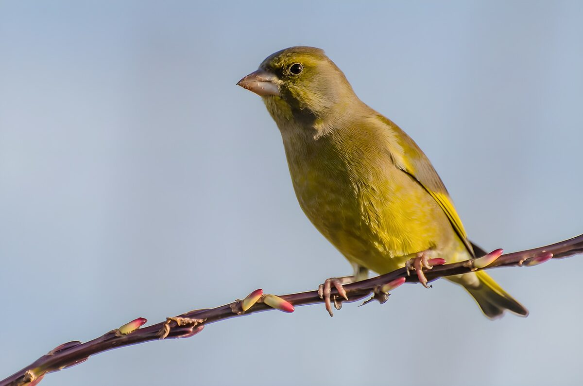 Groene vink op een tak
