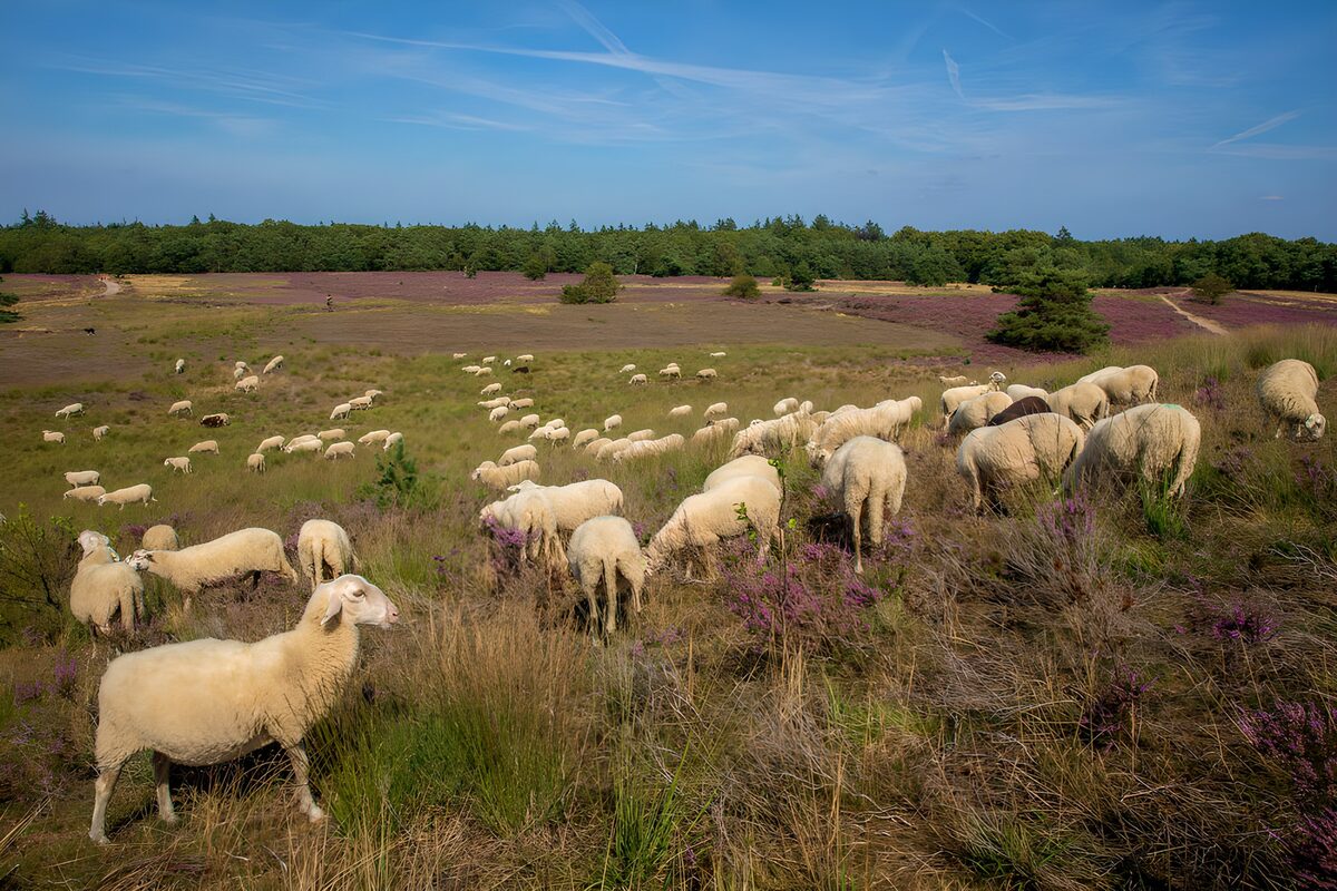 Schapen in bloeiende heide