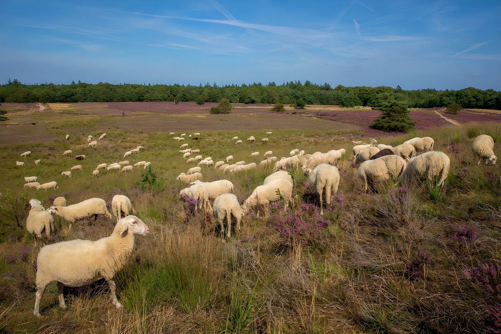 TP27700: Schapen in bloeiende heide