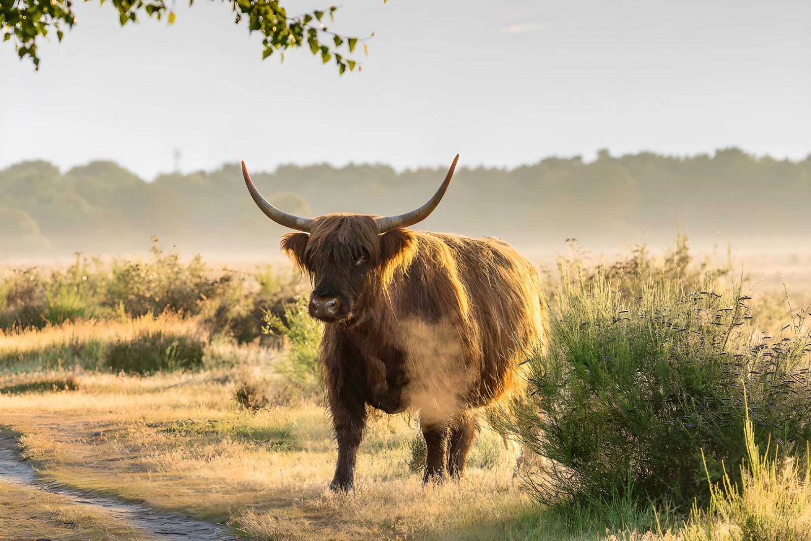TP36184: Schotse Hooglander in de Mist