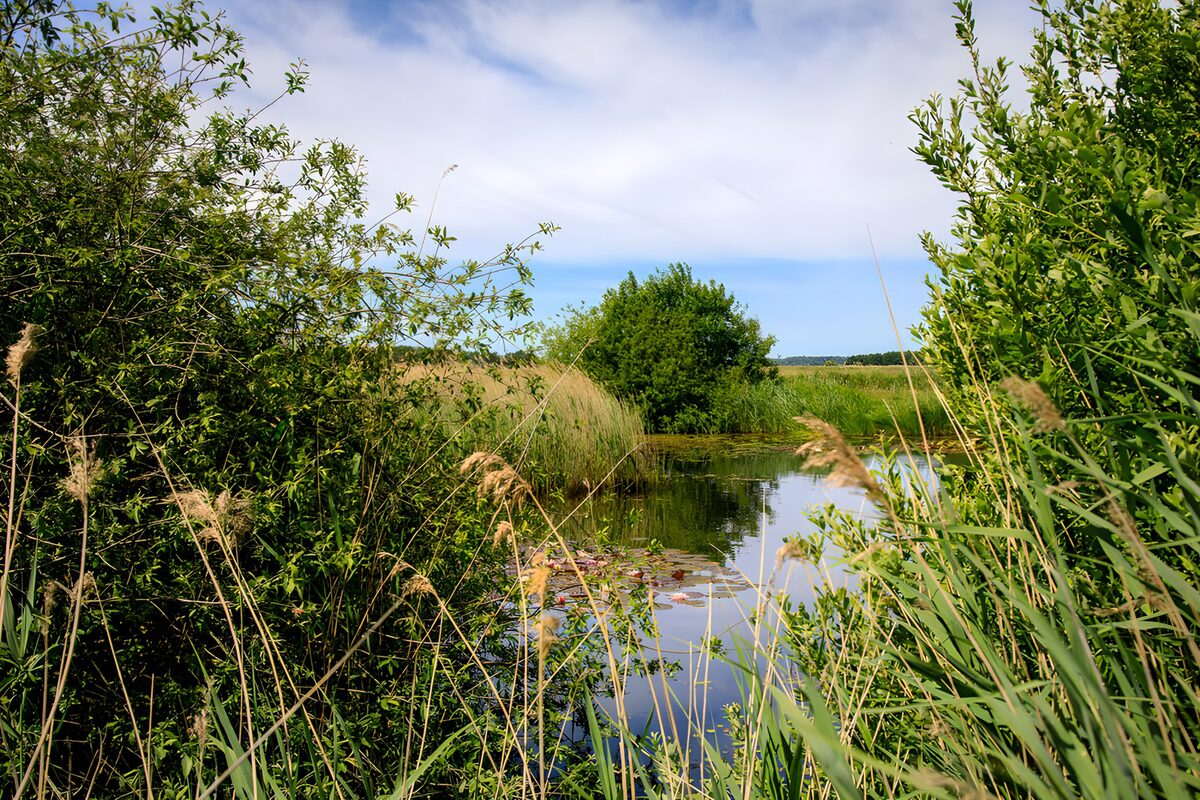 TP43980: Rustige wateroever in de natuur