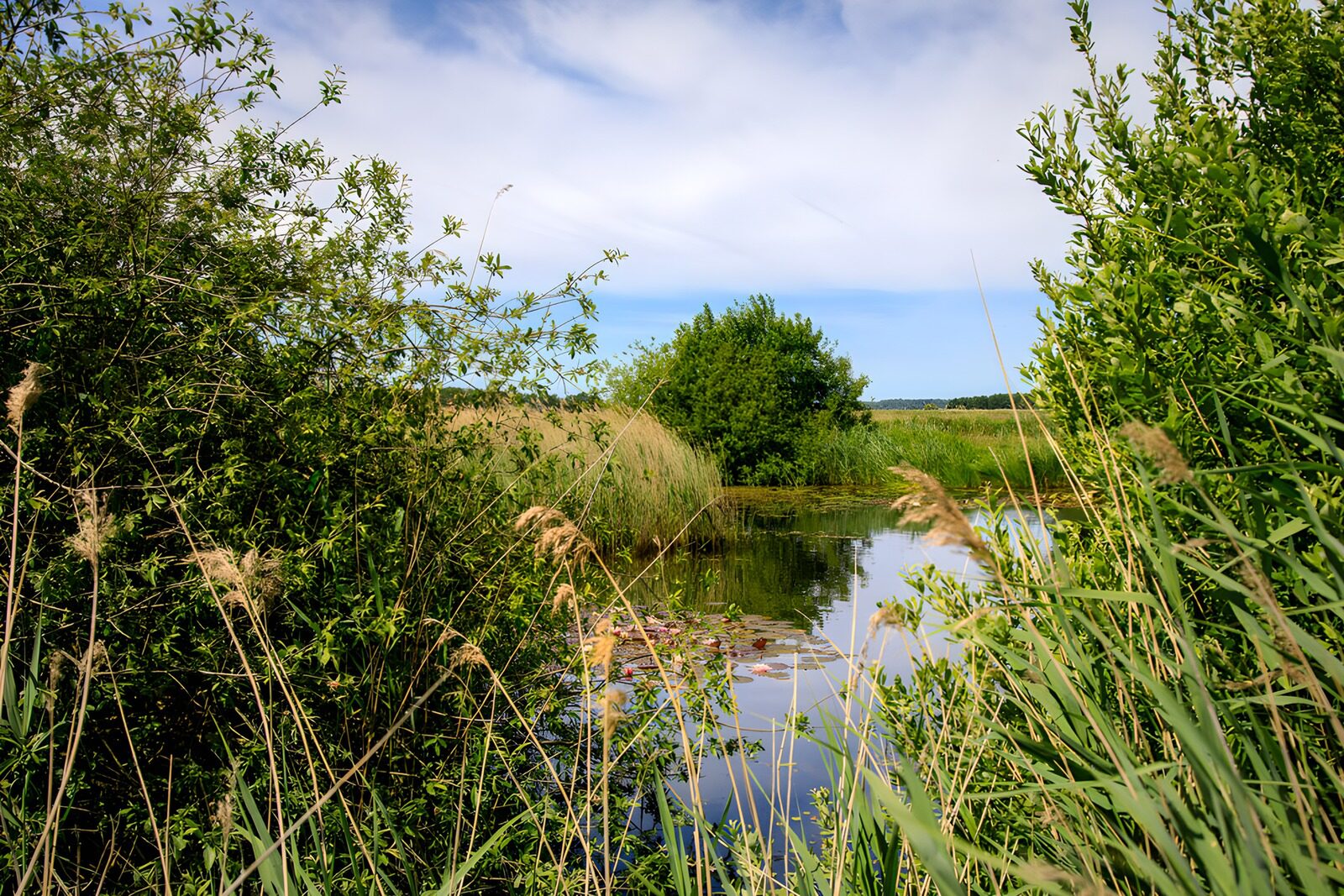 TP43980: Rustige wateroever in de natuur