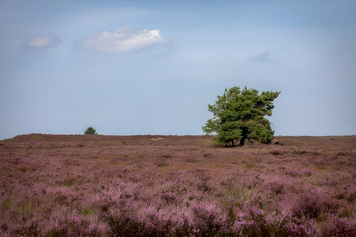TP67002: Prachtige heide met lone boom