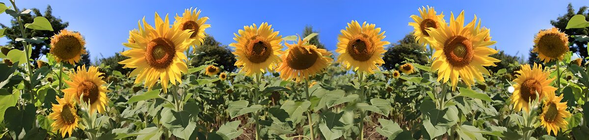 TP52012: Zonnebloemen in volle bloei