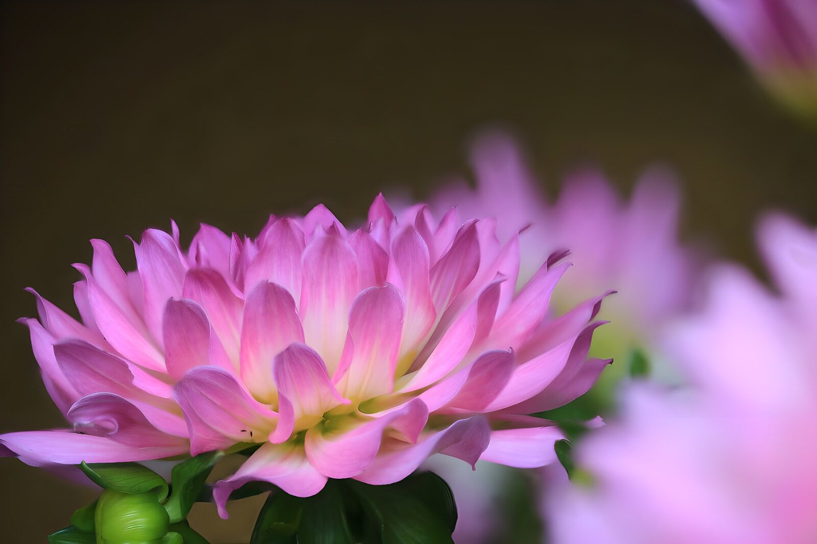 TP94930: Roze dahlia