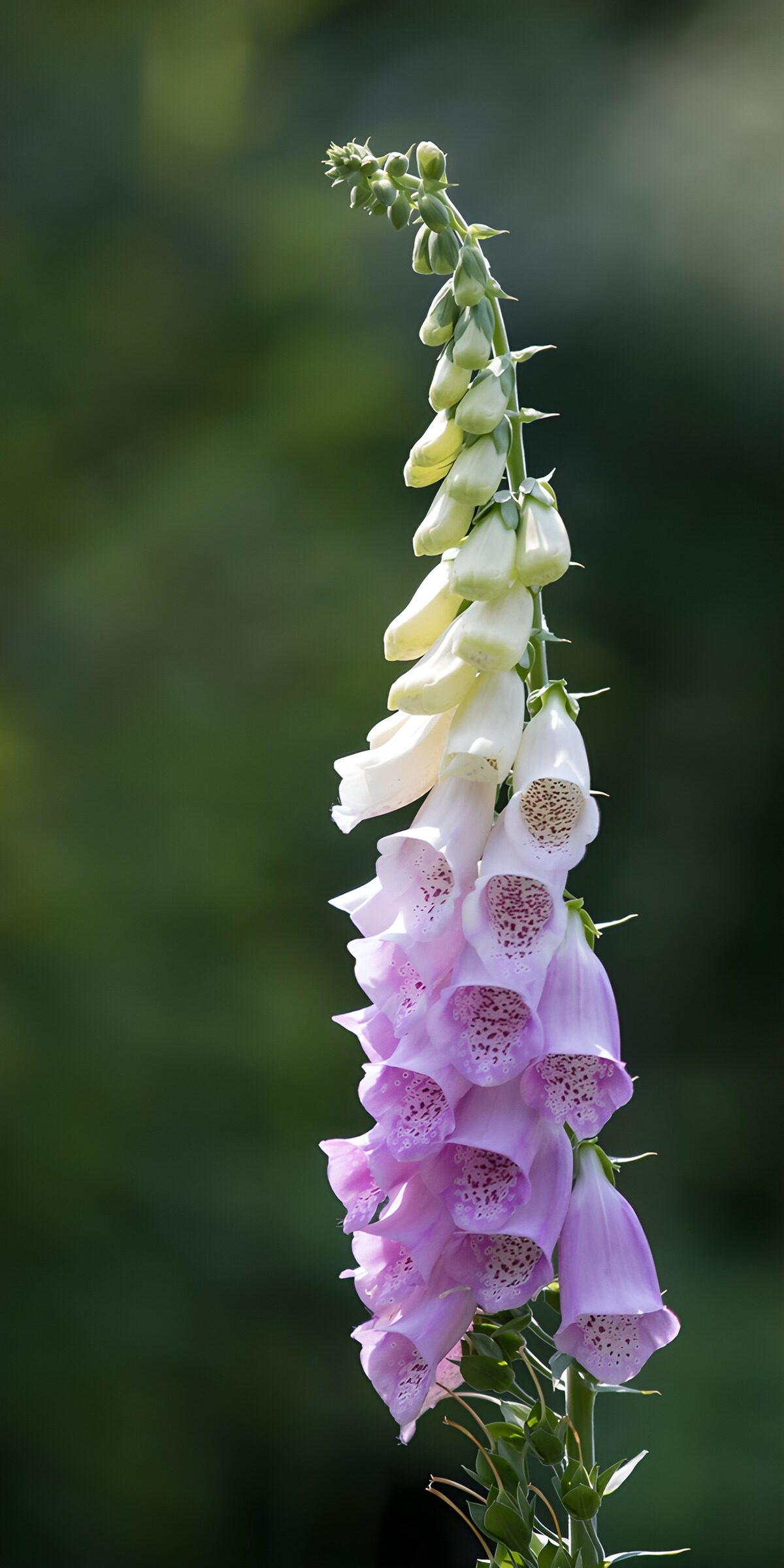 Lupine