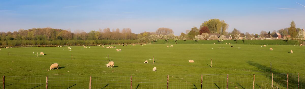 TP11581: Groene Weide met Schapen in de Lente
