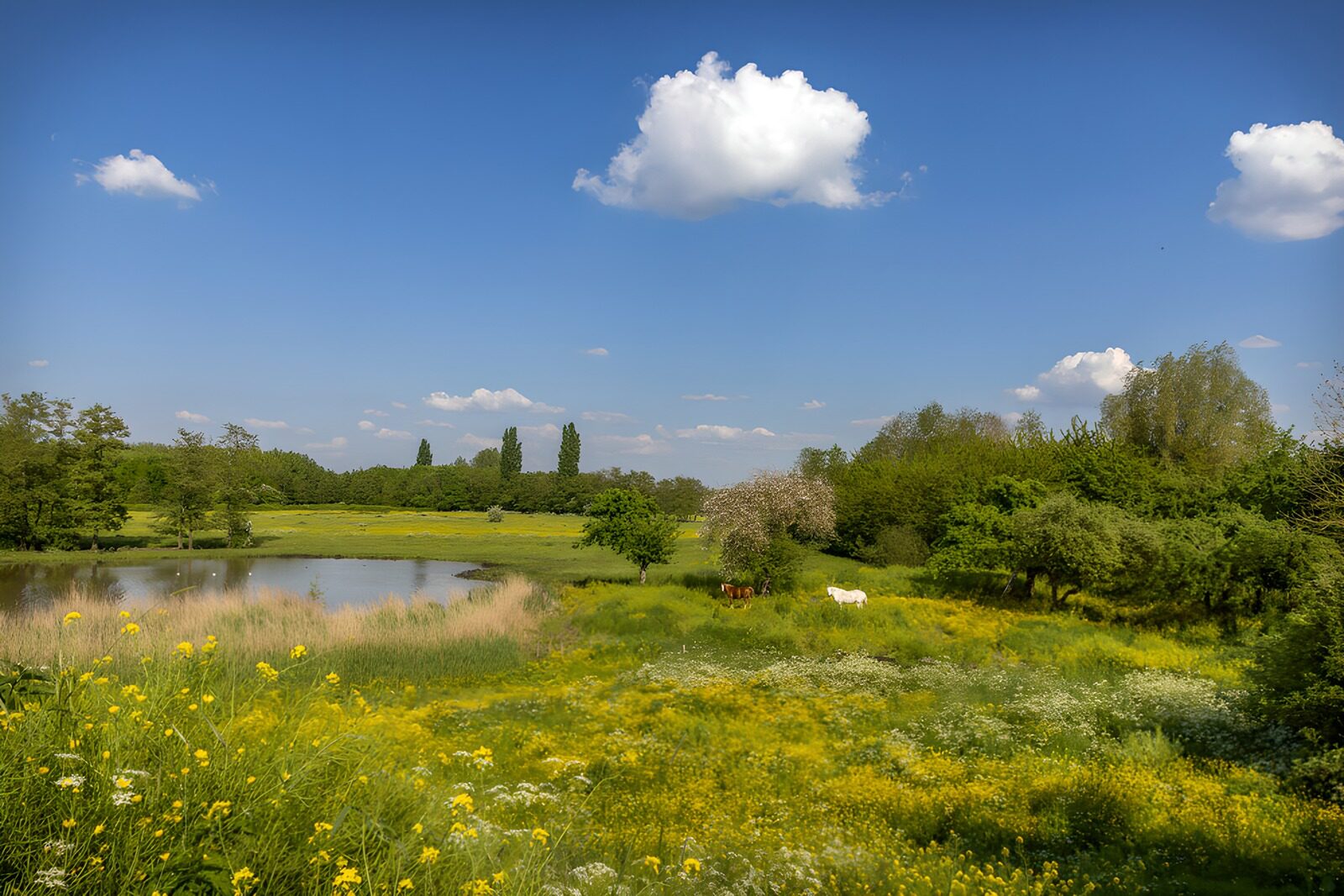 TP98260: Lente Landschap bij een Poel